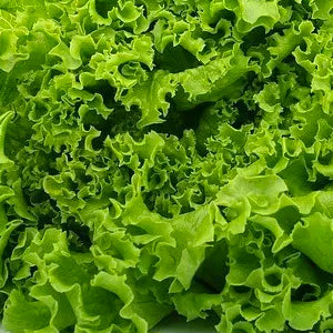 Lettuce Green Ice - 250g