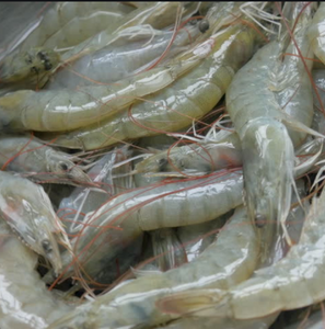 Shrimp (Suahe) - 1 kg
